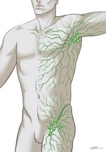 lymphatic system drawing body