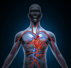 Human Heart Circulation Heart DIsease, Heart Failure