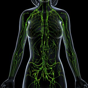 Green Lymphatic System Lady Cropped