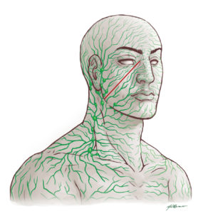 Lymphatic System in Head