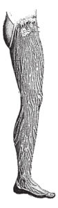 Lipedema - Lymphatic Vessels of the Leg, vintage engraved illustration.