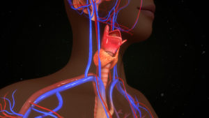 Thyroiditis - Thyroid Gland Torso
